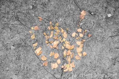 Herbstlaub.jpg